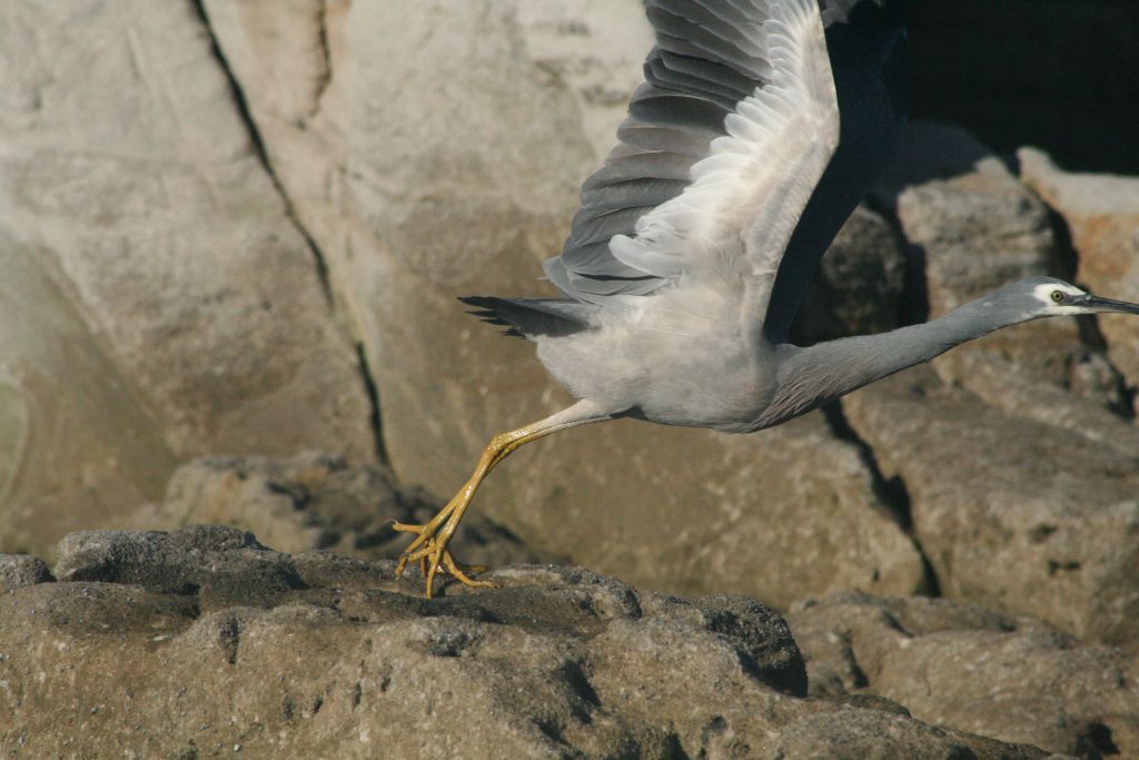 White-faced heron Egretta novaehollandiae taking off from a rock-plaform